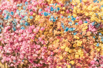 Groups of colourful Gypsophila on wall