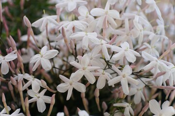 The white clusters of the fragrant Jasmine flowers