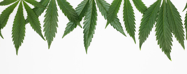 marijuana leaf garland with white background