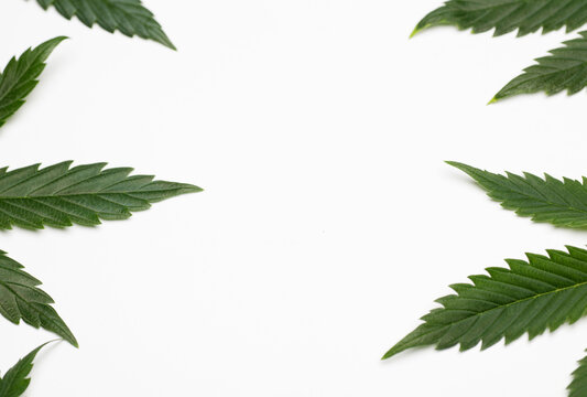 marijuana leaves with free central space for text or objects, white background