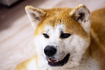 Japanese Akita-inu dog resting on the floor at home.  Ginger akita dog laying down at living room. 