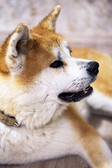 Japanese Akita-inu dog resting on the floor at home.  Ginger akita dog laying down at living room. 