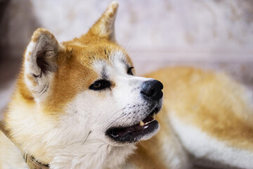Japanese Akita-inu dog resting on the floor at home.  Ginger akita dog laying down at living room. 