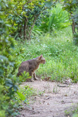 Stray cat in park, outdoor