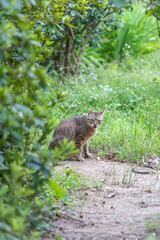 Naklejka premium Stray cat in park, outdoor