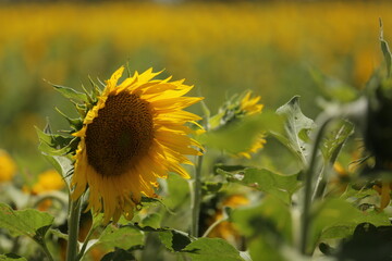 girasol