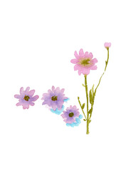 Daisy flowers painted in watercolor