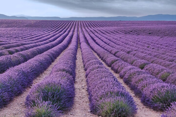 Fototapeta na wymiar Blooming lavender fields in Provence