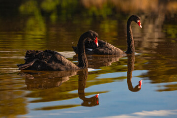 Naklejka premium black swan 