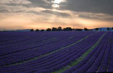Fototapeta na wymiar Blooming lavender fields in Provence at sunset