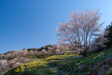 山村の一本桜