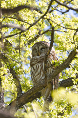 Barred owl, Strix varia. 