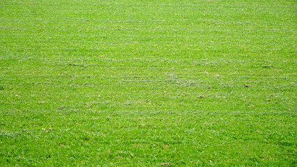 Gramado verde de um campo de futebol