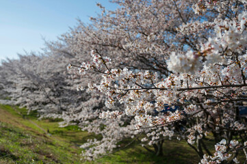 笠原桜公園の桜