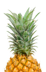 Top and leaves of pineapple isolated