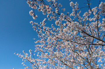 笠原桜公園の桜