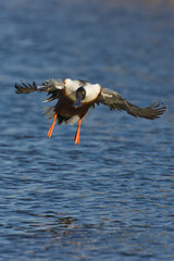Northern shoveler, Spatula clypeata