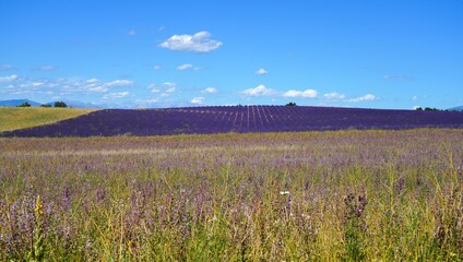 View of purple lavender fiels on the Plateau de Valensole in Provence, France