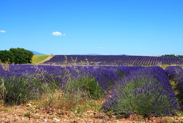Obraz premium View of purple lavender fiels on the Plateau de Valensole in Provence, France