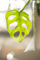 Monstera leaves in the rays of sunlight.