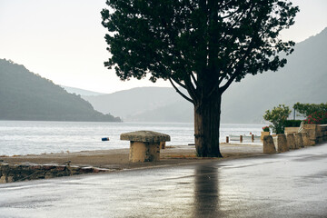 Lonely tree in the rain on the shore of the sea bay near the road. Landscape and travel destinations