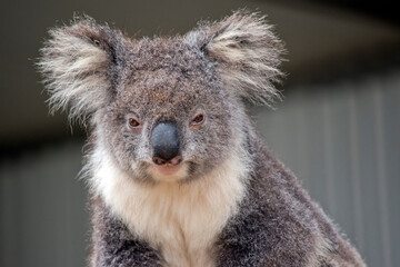 the koala has a large black nose pink lower lip fluffly ears and brown eyes