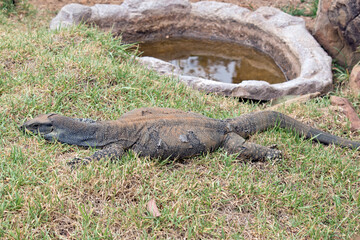 this is a side view of a lace lizard