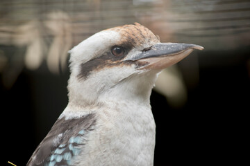 this is a close up of a laughing kookaburra