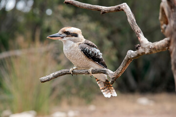 the laughing kookaburra is sitting on a tree branch