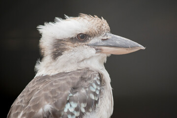 this is a close up of a laughing kookaburra