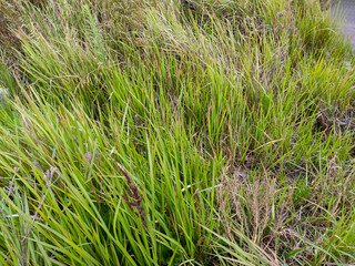 grass in the wind
