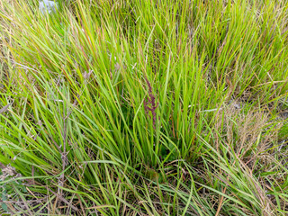 green grass background