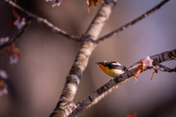 北海道の最も遅い春、5月のキビタキ。
