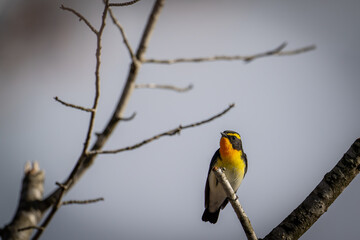 北海道の最も遅い春、5月のキビタキ。
