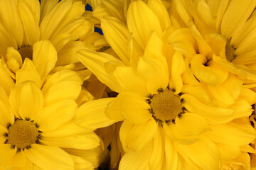 Bright Yellow Chrysanthemums Close up in outdoor lighting
