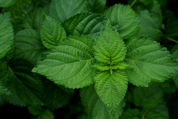 Fototapeta na wymiar Nature green leaf background, green leaves texture , natural background and wallpaper.