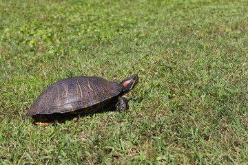 Red-eared slider roaming through yard in Eastern Texas
