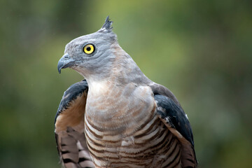 this is a close up of a Pacific Baza