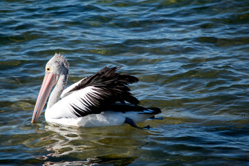 the Australian pelican is swimming in the ocean