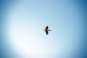 the australian pelican is flying in the clear blue sky