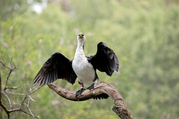 the pied cormorant is drying his feathers in the sun