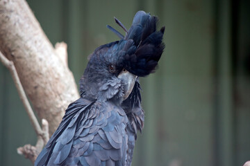 this is a close up of a red tailed black cockatoo