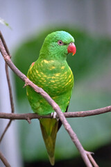 the scaly breasted lorikeet is perched on a bush