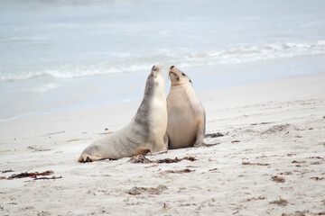 the sea lions are on the beach at Seal Bay