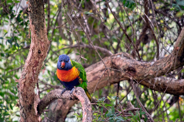 the rainbow lorikeet is perched on a tree branch