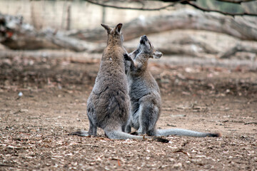the red necked wallabies are mainly grey with a reddish brown on the back of their necks black paws and black tips on their tails