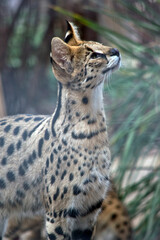 the serval  is a wild cat native to Africa