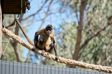 the spider monkey is sitting on the rope