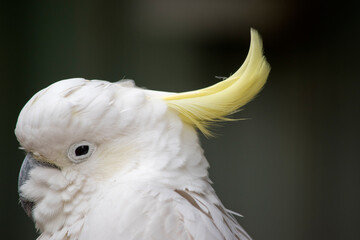 this is a side view of a sulphur crested cockatoo