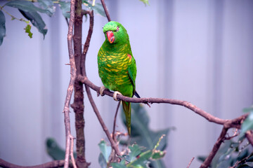 the scaly breasted lorikeet is green with yelllow feathers